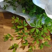handmの画像