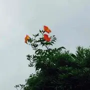 Hitomite