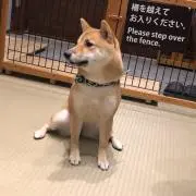 かなの画像