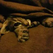 まぁฅ^•ω•^ฅ