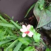 マツの画像
