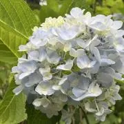 cocoの画像