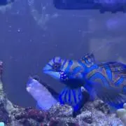 TORIの画像
