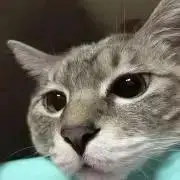 あんこの画像