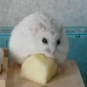 ハムスター