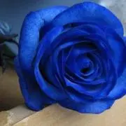 a@aの画像