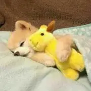 ぐーちゃん
