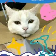 ひかげの画像