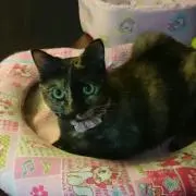 しずくねこ ( 本気で断捨離中)の画像