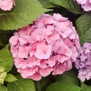 あじさいの画像