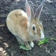 ノン(プロフィールを見てネ )