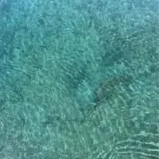 しの画像