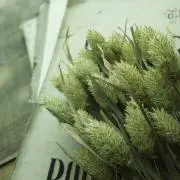 ten❉の画像