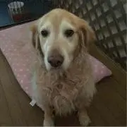 mocaの画像