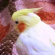 カノサクの画像