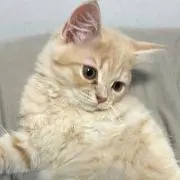 もかの画像