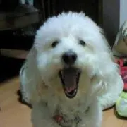 ワンワンズ