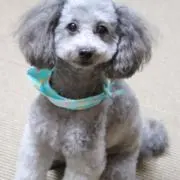 Maasaの画像