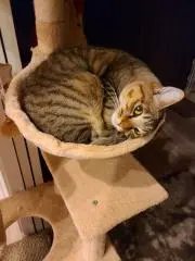 ゆめきちの画像