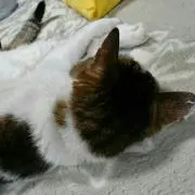 はなまま