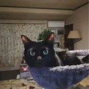 96neko87の画像