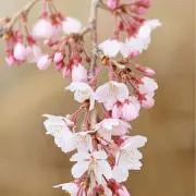 睦月(断捨離中、匿名配送のみ)の画像