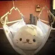 ちびしろの画像