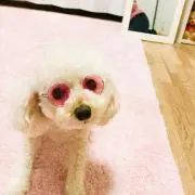 あいお