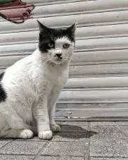 ねこ