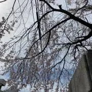 y*の画像