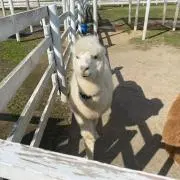 おでんの画像