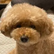 レオンの画像