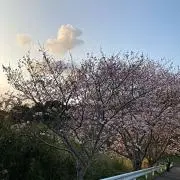 ワカ