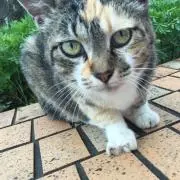 りゅう