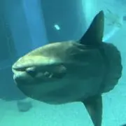 コンパンの画像
