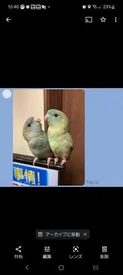 つくしの画像