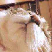 ねこさん
