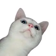 カエの画像