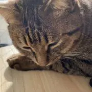 かずの画像