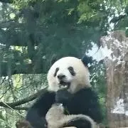 ぱんたローネの画像