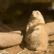 モニカの画像