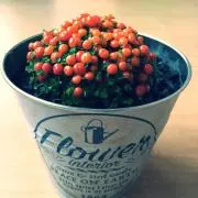 ぷがぁーの画像