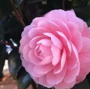 ハナ