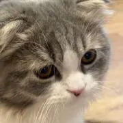 おもちの画像