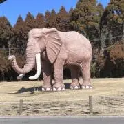 とうままの画像