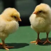 とりとり