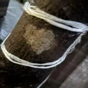Rの画像
