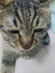 のりまき