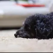 pom