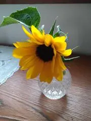 ひまわりの画像